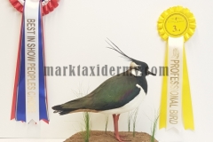 Lapwing , Third place and Best in Show People's Choice at the UK Guild of Taxidermists 2019.