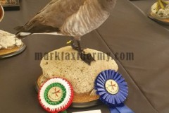 Brent goose,  Malta Taxidermy Federation competition 2022. 2nd Large birds.