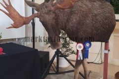 European moose. Malta Taxidermy Federation competition 2022. 3rd place Shoulder mounts.