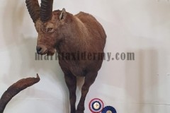 Alpine ibex . Malta Taxidermy Federation competition 2022. 1st place Shoulder mounts, 3rd place Mammal best in show.