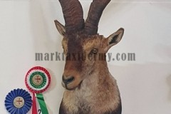 Spanish ibex ( beceite ) Malta Taxidermy Federation competition 2022. 2nd place Shoulder mounts.