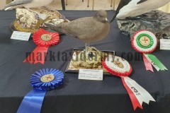 Long tailed skua, Malta Taxidermy Federation competition 2022. 3rd place medium birds.