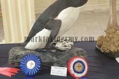 Great Auk,  Malta Taxidermy Federation competition 2022. 1st place reconstructions.