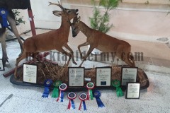 Roe deer, Malta Taxidermy Federation competition 2022. 1st place Large mammal, 2nd place Large mammal, 1st place animal groups, 1st place Collective artists, 1st place Mammal best in show, 2nd place Mammal best in show.