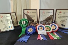 Thrushes , Malta Taxidermy Federation competition 2022. 1st place Bird groups, 1st place Local huntable species, 1st place Birds best in show, 2nd place collective artists