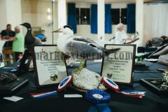 Common eider/ Goosander hybrid, Malta Taxidermy Federation competition 2022. 1st Waterfowl, 1st Large birds.