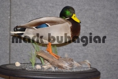 mallard-third-place-european-taxidermy-competition-longarone-2014-masters-category