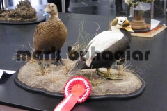 spectacled-eiders-second-place-world-taxidermy-competition-salzburg-2012-masters-category