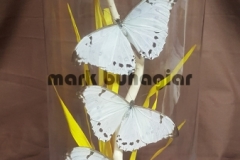 3 morpho luna in vase