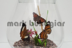 3-butterfly-assortment-in-brandy-glass