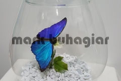 morpho-in-brandy-glass