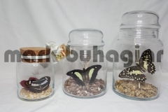 butterfly-jars-sizes-b-e1478525630320