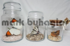 butterfly-jars-sizes-e1478525614940