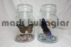 large-butterfly-jar-a-e1478525477248