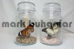 large-butterfly-jar-b-e1478525443482