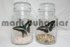 large-butterfly-jar-d-e1478525374456