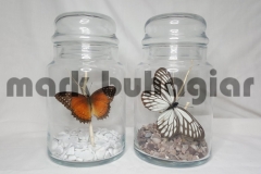 large-butterfly-jar-e-e1478525357302