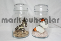 large-butterfly-jar-f-e1478525340129