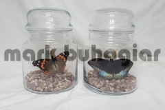 small-butterfly-jar-a-e1478525322623