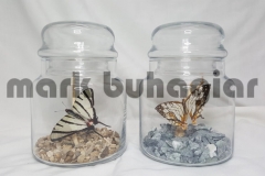 small-butterfly-jar-b-e1478525305237