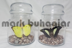 small-butterfly-jar-c-e1478525288904