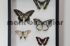 5-butterfly-frame