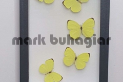 5-butterfly-frame