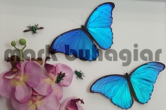 morpho-didius-and-morpho-menelaus-with-orchid-bee-close-up