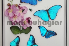 morpho-didius-and-morpho-menelaus-with-orchid-bees