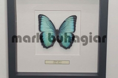 single-butterfly-frame