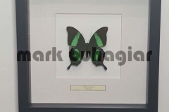 single-butterfly-frame