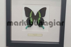 single-butterfly-frame