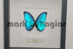 single-butterfly-frame