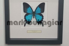 single-butterfly-frame