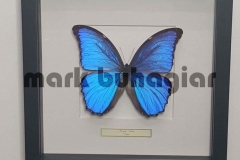 single-butterfly-frame