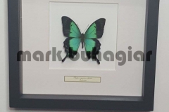 single-butterfly-frame