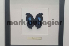 single-butterfly-frame