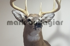 white-tailed-deer