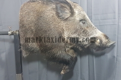 Wild boar