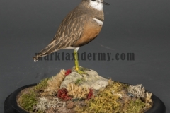 Dotterel