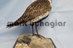 golden-plover