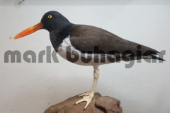 american oystercatcher