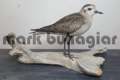 american golden plover ( winter )