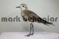 american golden plover ( winter )