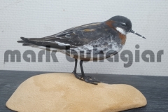 red necked phalarope