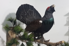 Capercaillie