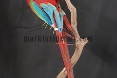 Red and green macaw