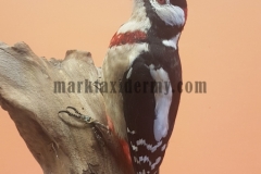 Great spotted woodpecker . spp numidius.