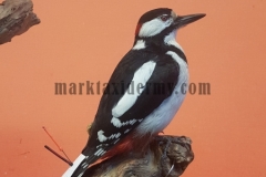 Great spotted woodpecker . spp brevirostris.