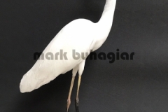 great white egret